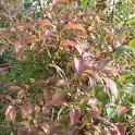 Forsythia ovata 'Tetragold' automne P9